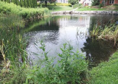 aquatic ecosystem, Upstate NY