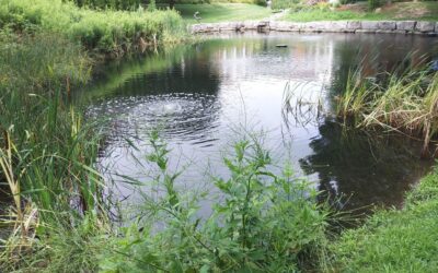 The Gold Standard in Aeration: Why Choosing an Airmax Ecosystems Dealer Matters for Your Upstate NY Lake