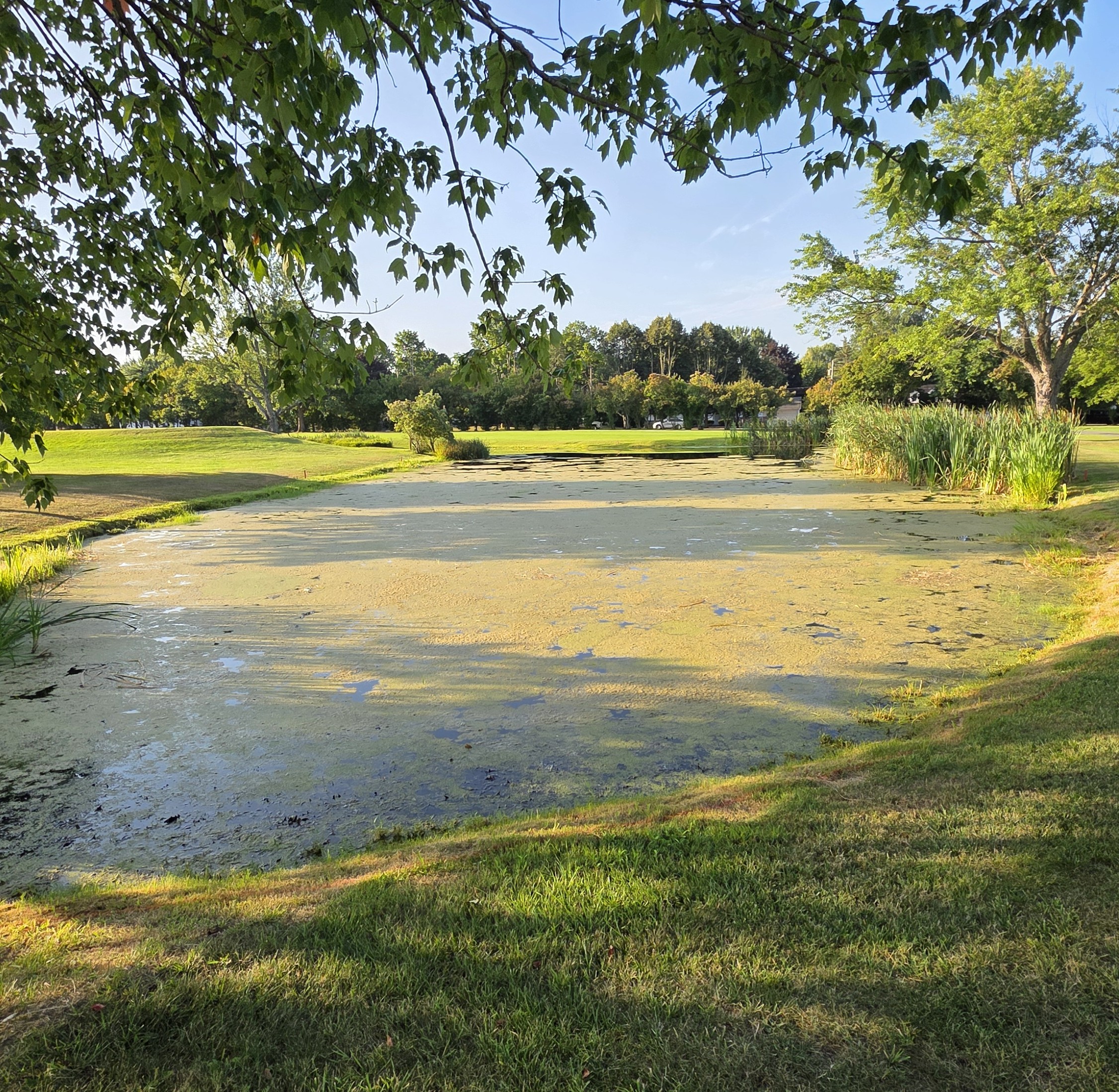 biological water treatments